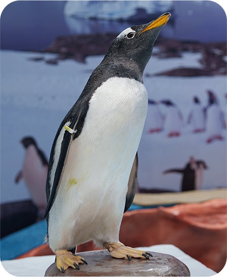 pinguino-gentoo